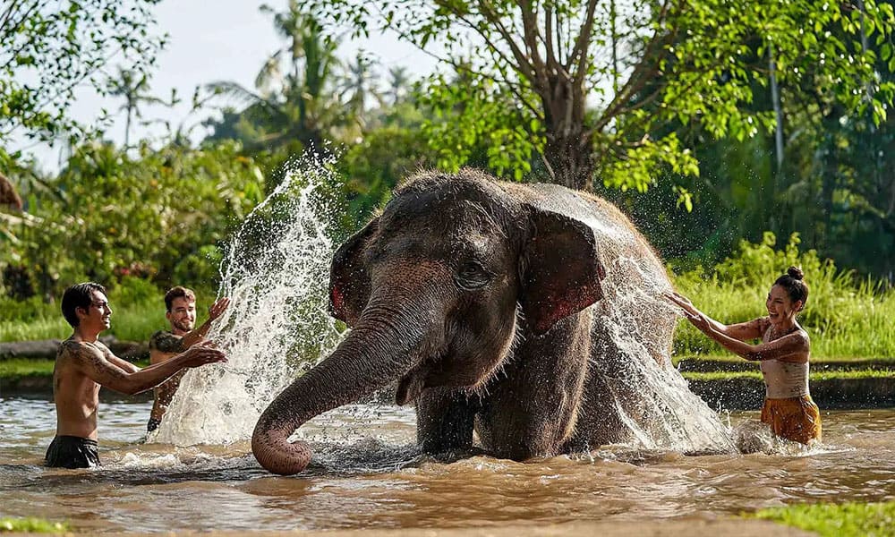 Bali Zoo
