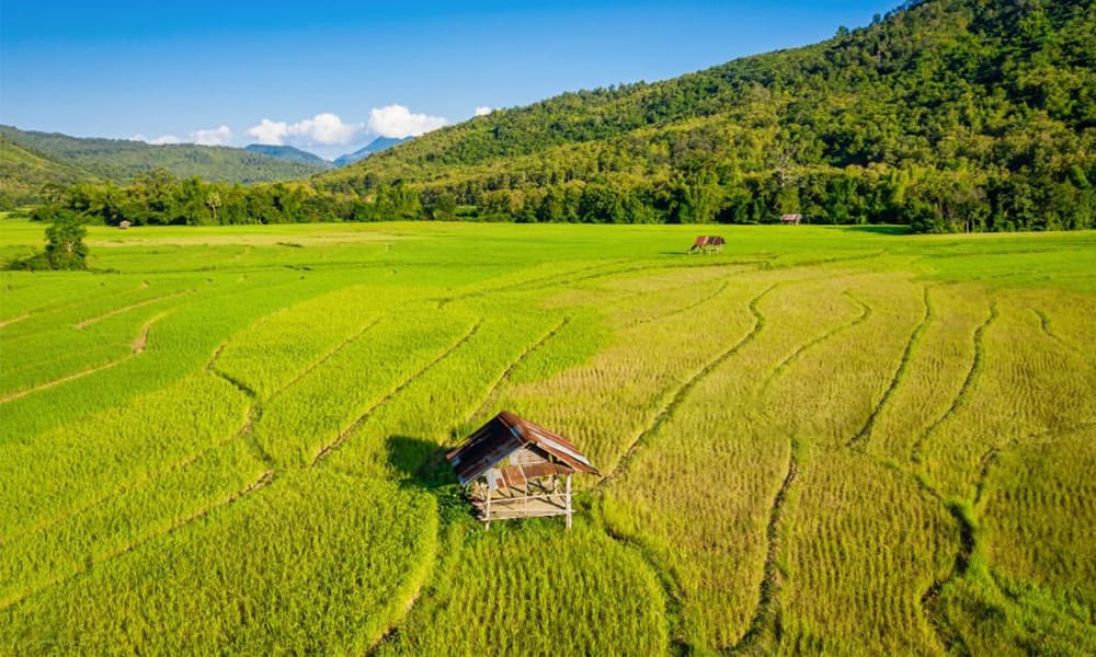 Rice Terrace