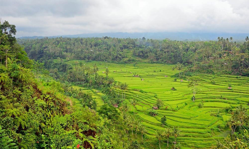 Rice Terrace