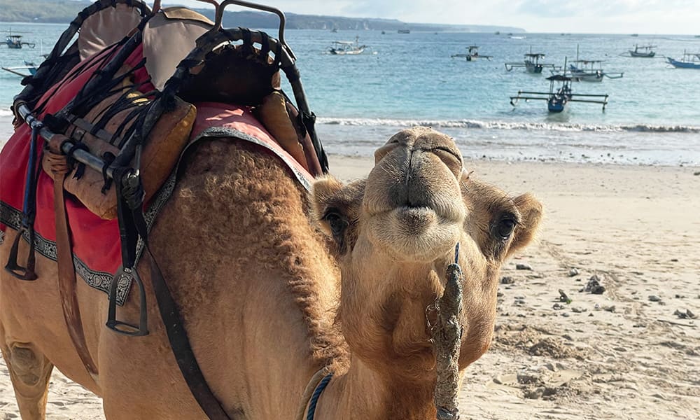 Camel Ride