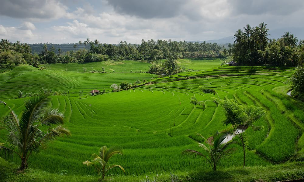 Jatiluwih Riceterrace