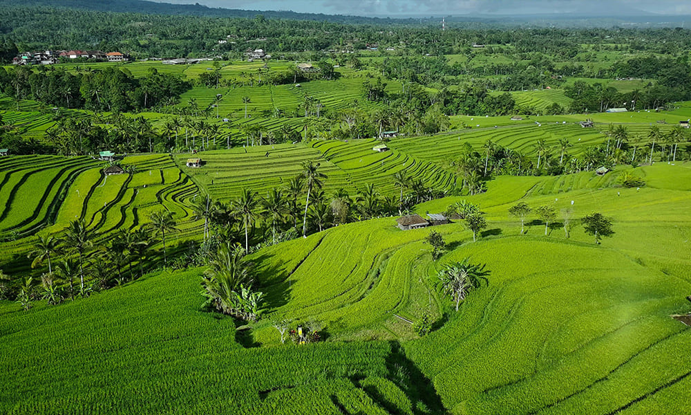 Jatiluwih Riceterrace