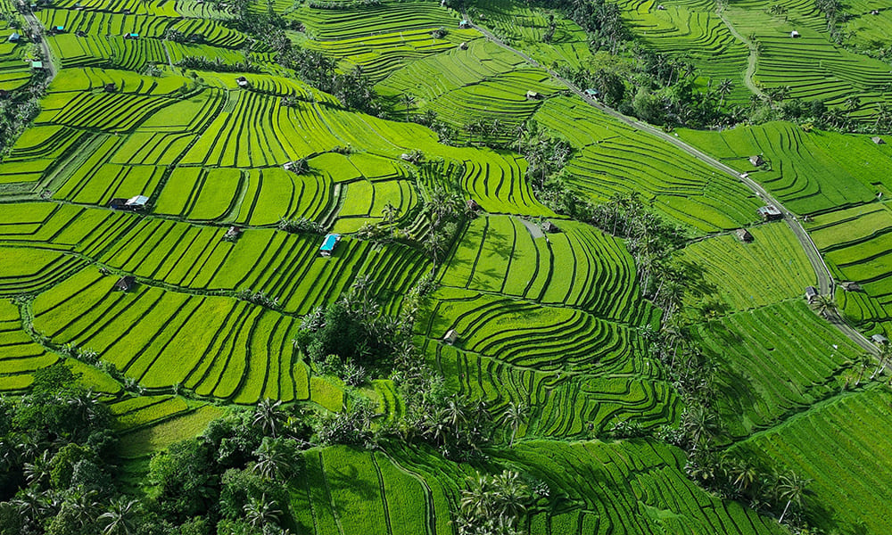 Jatiluwih Riceterrace