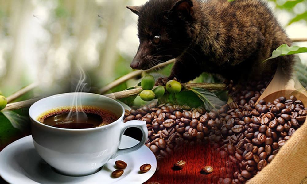 Luwak Coffee