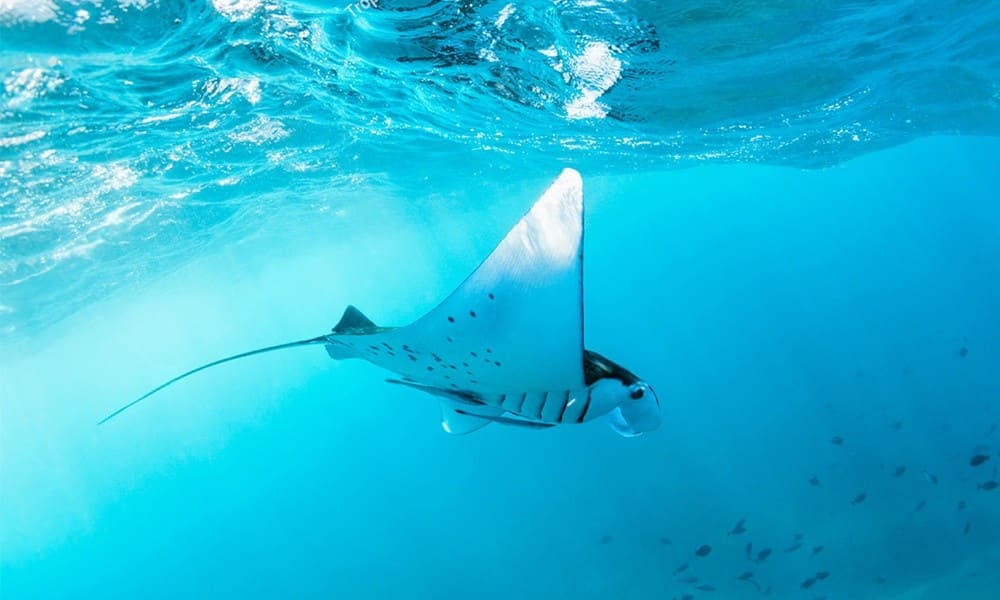 Manta Bay