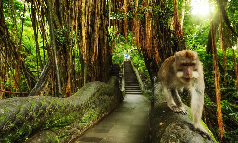 モンキーフォレスト寺院 Monkey Forest Temple